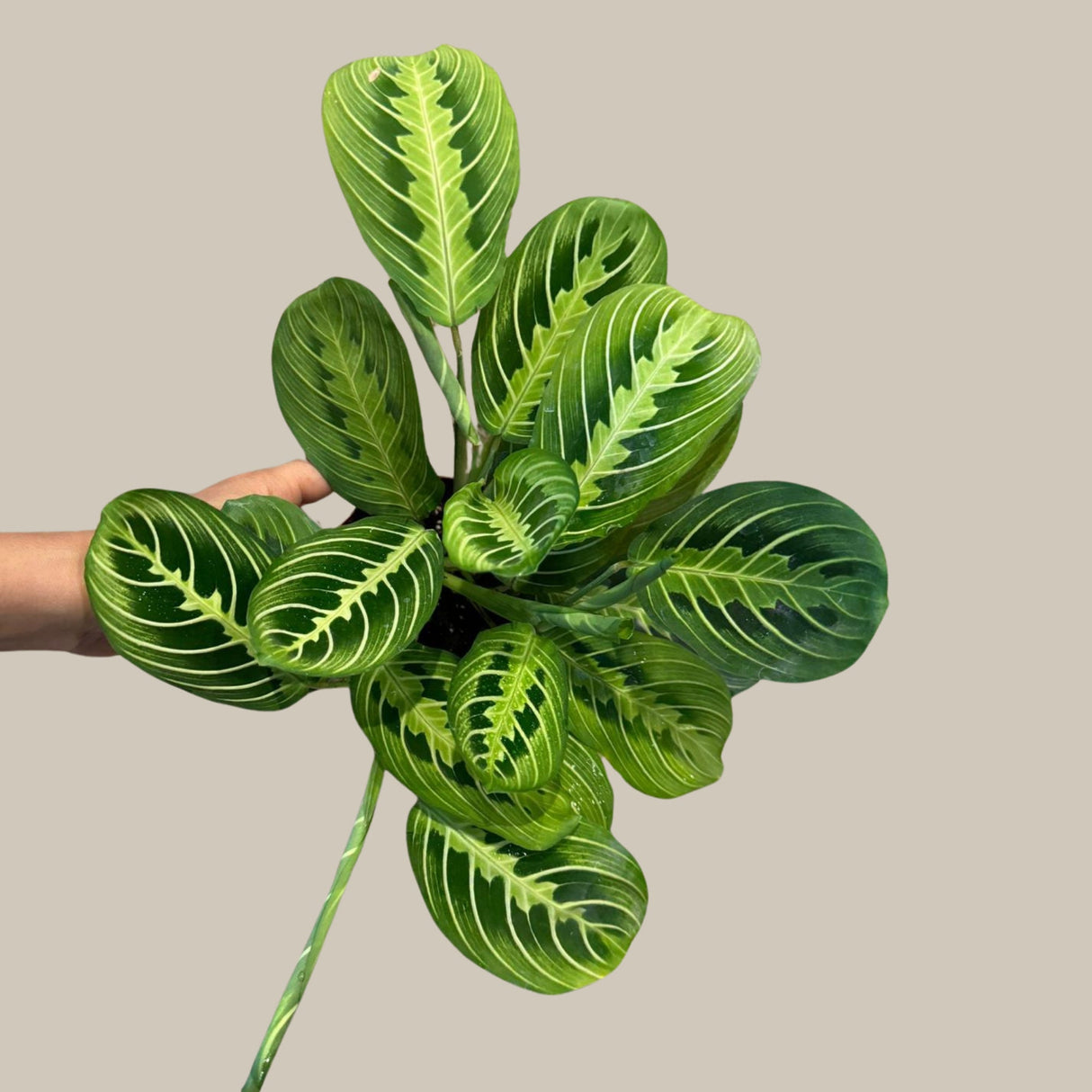 Live Lemon Lime Prayer Plant - Low Light Office Plant - Maranta Leuconeura - Potted Gift houseplant - Air Purifier Indoor Plant - Gift Plant