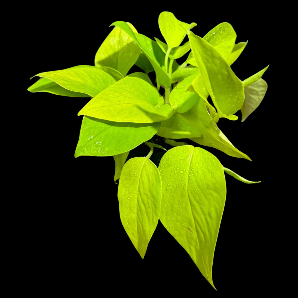 Neon Pothos Indoor Plant in a 4" Pot - Easy Care Low Light Indoor Live Plant - Yellow Pothos Houseplant - Beginner Plant - Pet Friendly