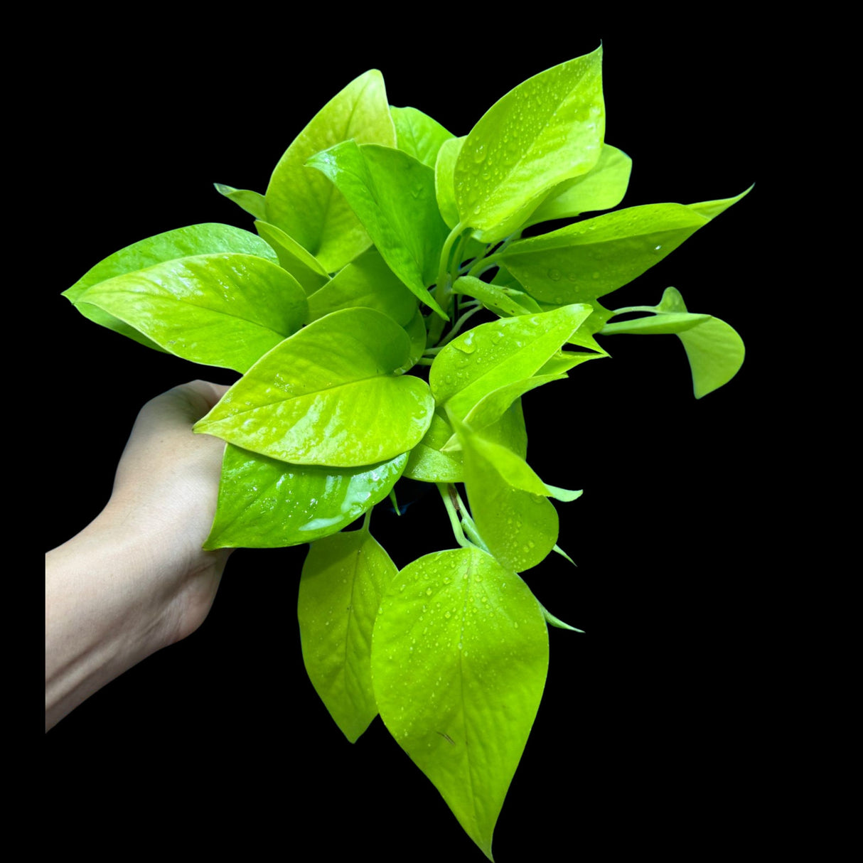 Neon Pothos Indoor Plant in a 4" Nursery Pot - Easy Care Low Light Indoor Live Plant - Neon Pothos Houseplant - US Seller