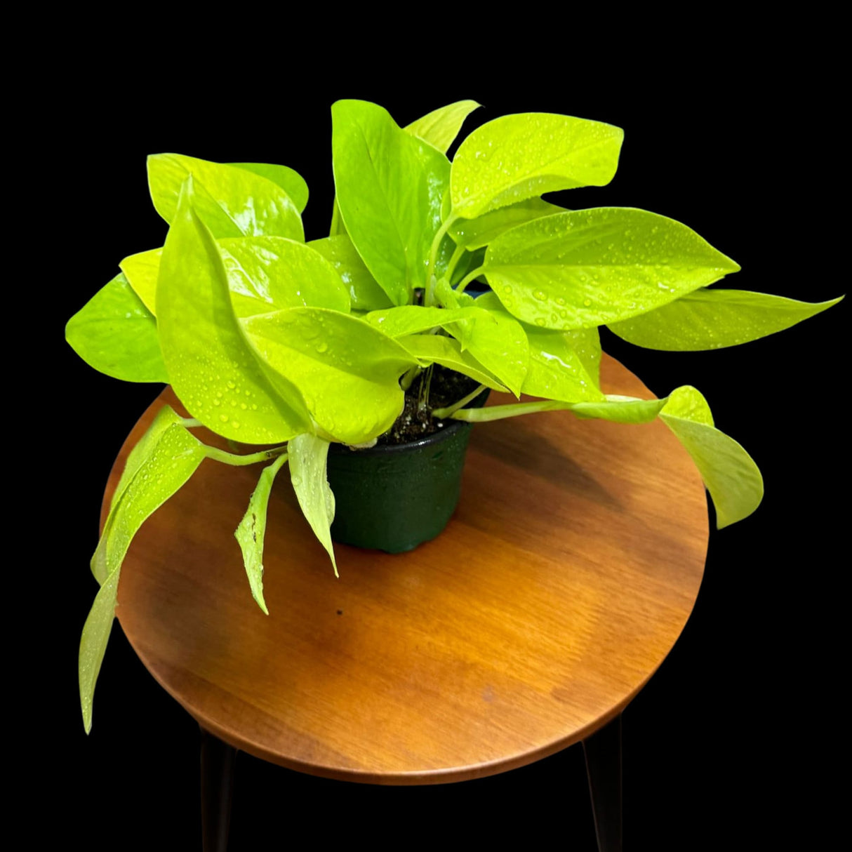 Neon Pothos Indoor Plant in a 4" Pot - Easy Care Low Light Indoor Live Plant - Yellow Pothos Houseplant - Beginner Plant - Pet Friendly