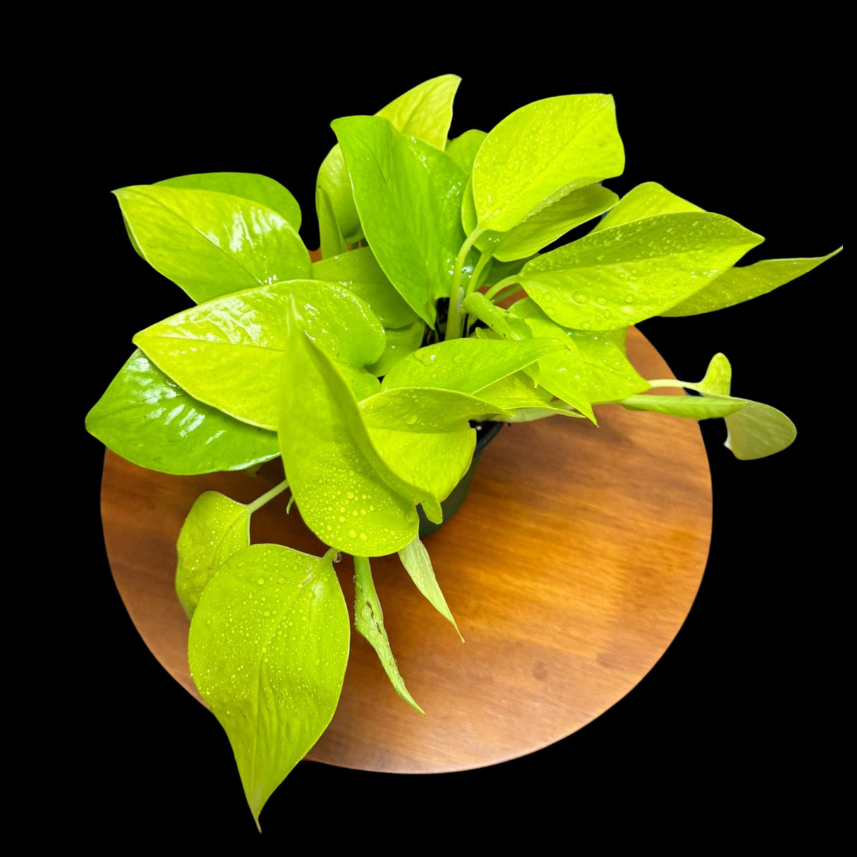 Neon Pothos Indoor Plant in a 4" Nursery Pot - Easy Care Low Light Indoor Live Plant - Neon Pothos Houseplant - US Seller