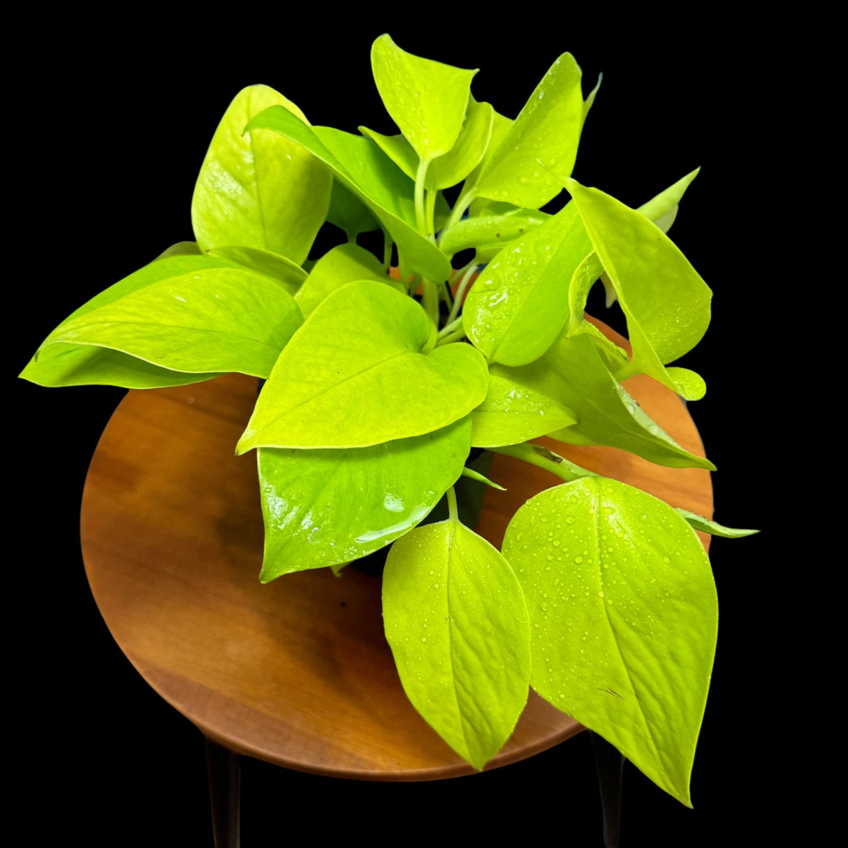 Neon Pothos Indoor Plant in a 4" Pot - Easy Care Low Light Indoor Live Plant - Yellow Pothos Houseplant - Beginner Plant - Pet Friendly