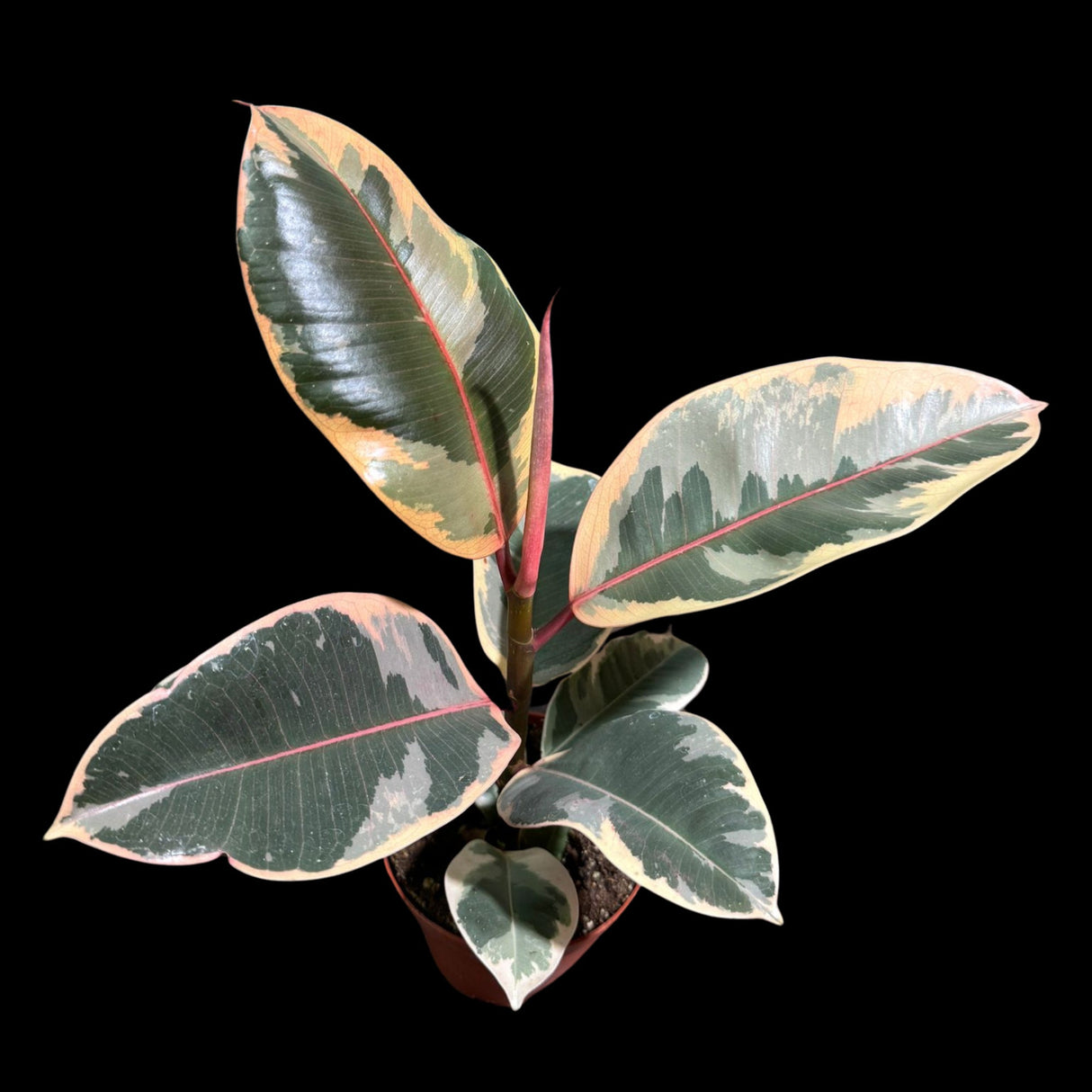 Variegated Ficus Elastica Tineke Rubber Tree Live 4 inch Grow Pot - Variegated Tropical Easy Care Plant - Gift Houseplant