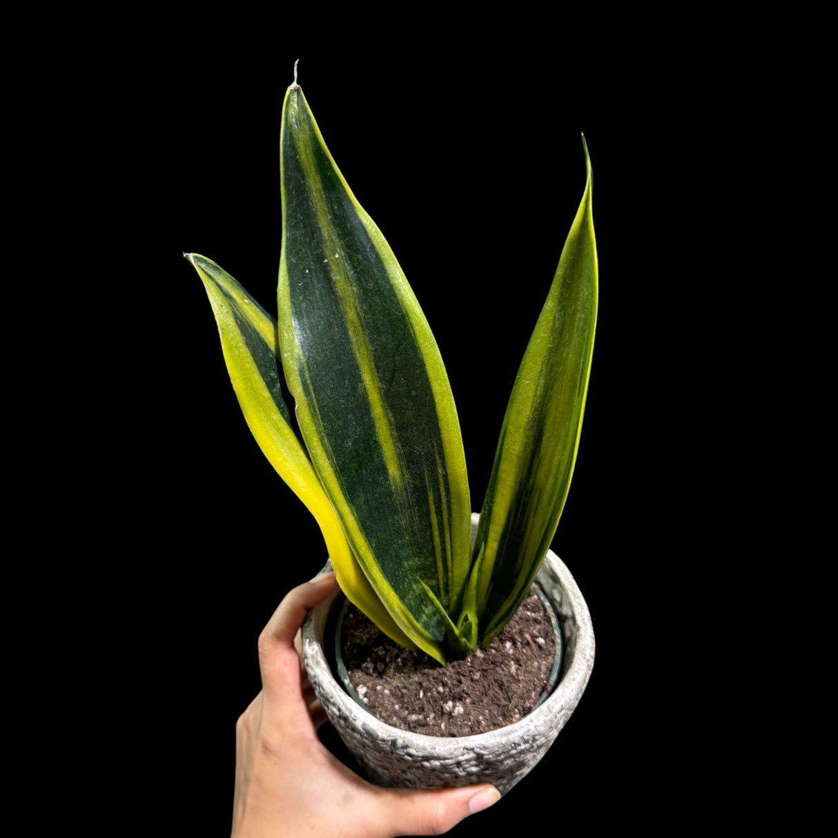 Rare Sansevieria Black Gold Snake Plant in 3” pot - Gift Houseplant - Indoor Air Purifier Plant - Live Houseplant