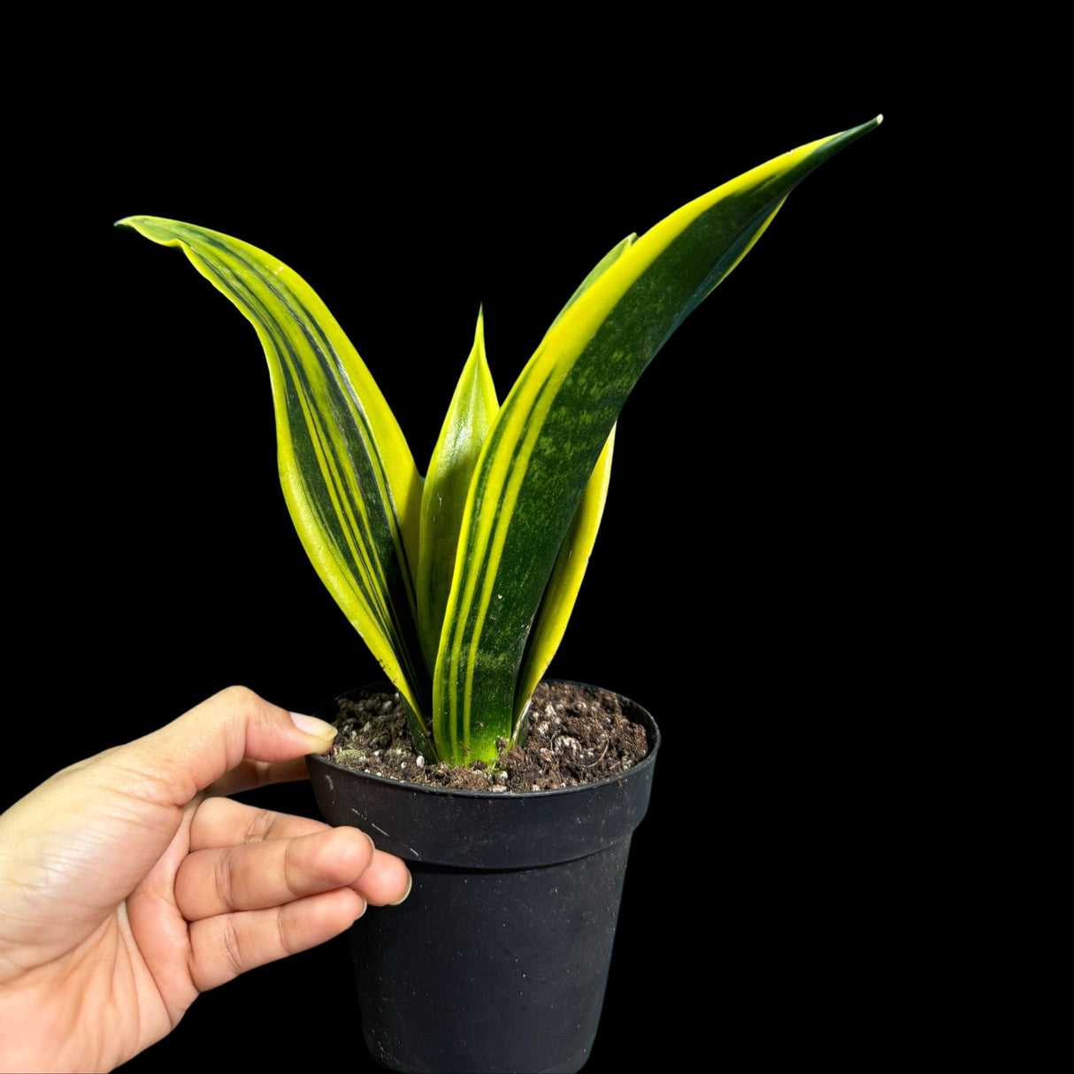 Rare Sansevieria Black Gold Snake Plant in 3” pot - Gift Houseplant - Indoor Air Purifier Plant - Live Houseplant
