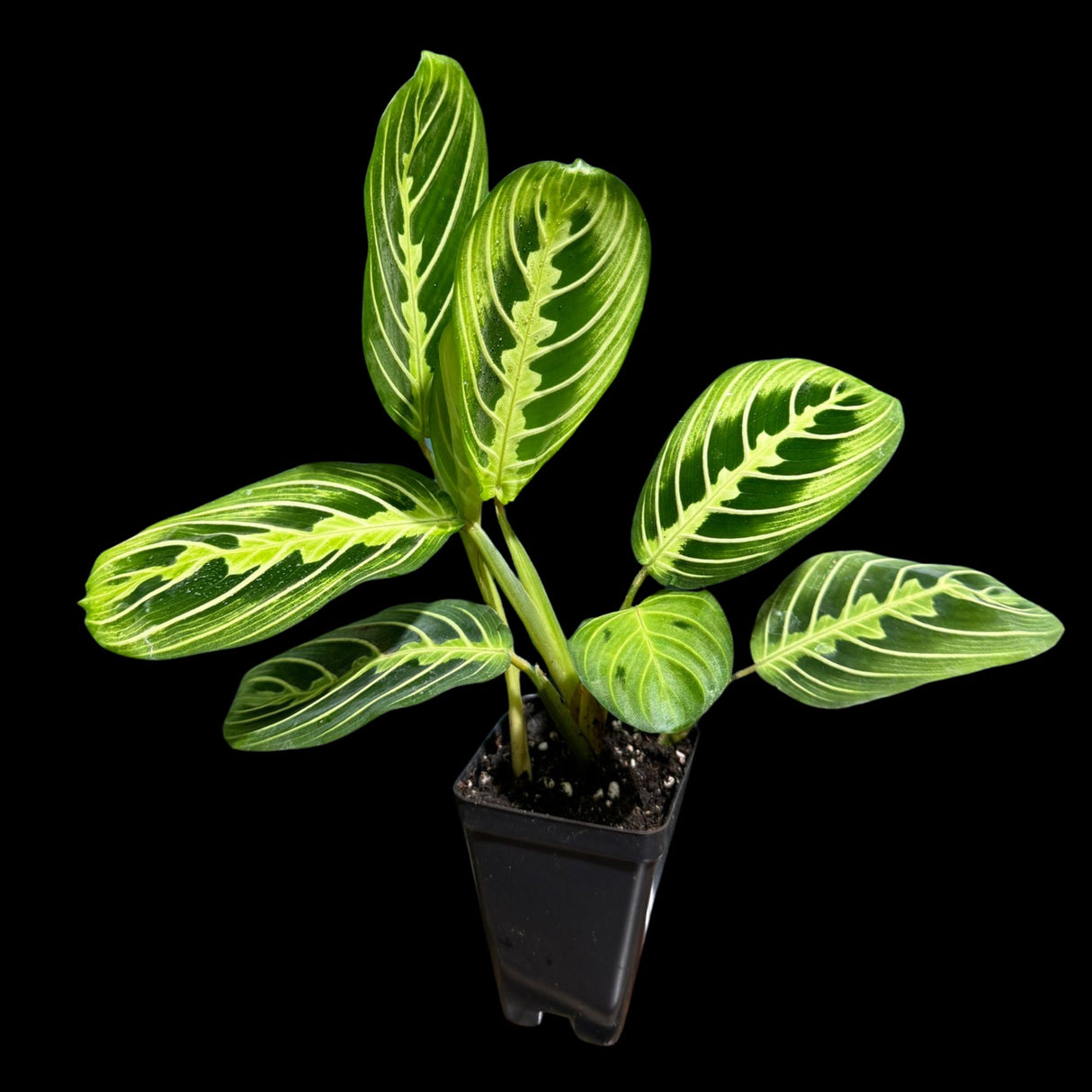 Live Lemon Lime Prayer Plant 4 Inch - Low Light Office Plant - Maranta Leuconeura - Gift houseplant - Air Purifier Indoor Plant - Gift Plant