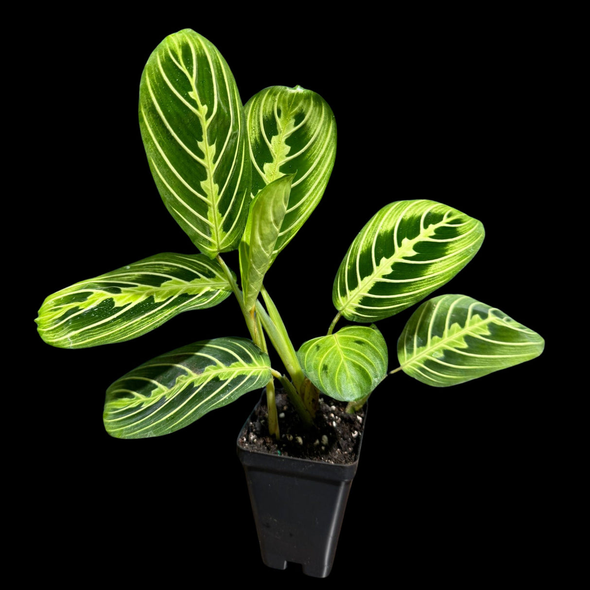 Live Lemon Lime Prayer Plant 4 Inch - Low Light Office Plant - Maranta Leuconeura - Gift houseplant - Air Purifier Indoor Plant - Gift Plant