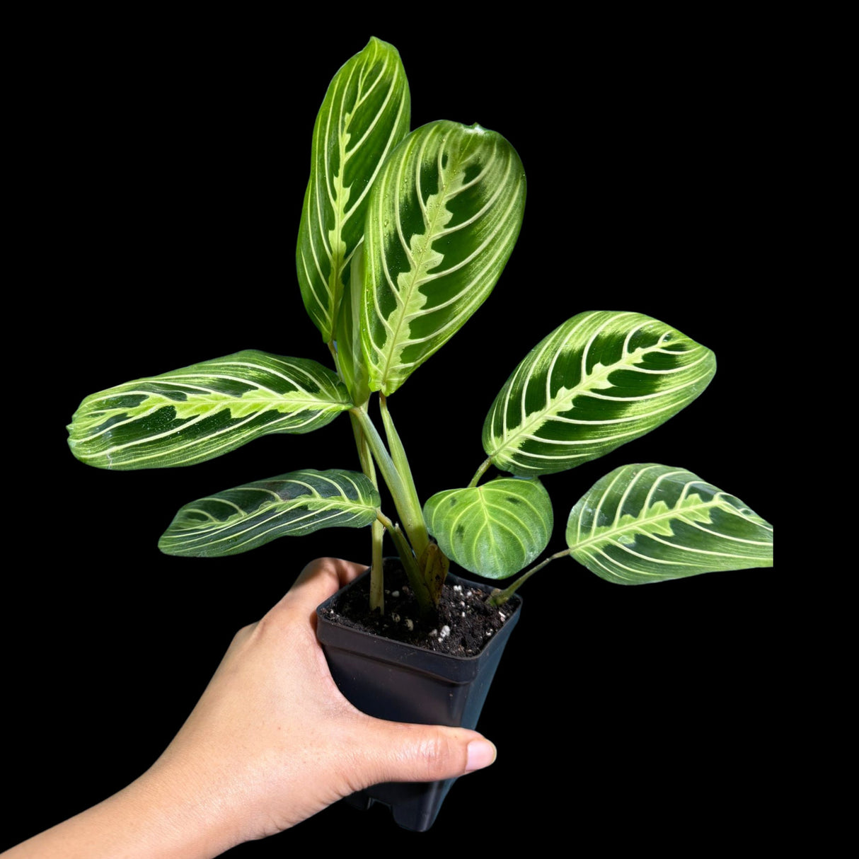 Live Lemon Lime Prayer Plant 4 Inch - Low Light Office Plant - Maranta Leuconeura - Gift houseplant - Air Purifier Indoor Plant - Gift Plant