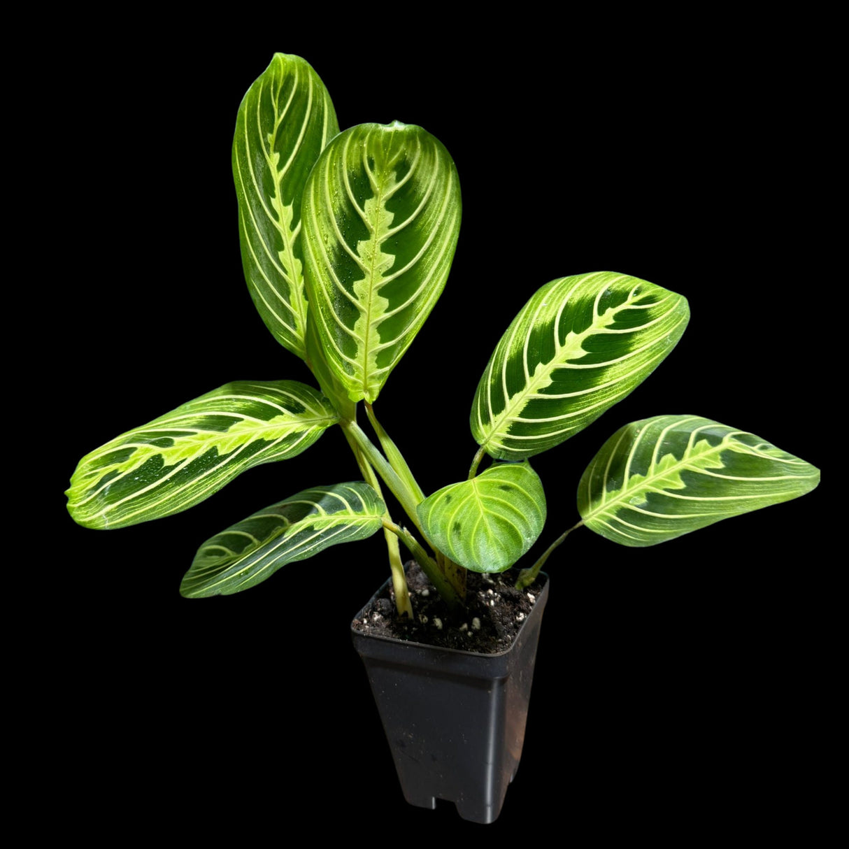 Live Lemon Lime Prayer Plant 4 Inch - Low Light Office Plant - Maranta Leuconeura - Gift houseplant - Air Purifier Indoor Plant - Gift Plant