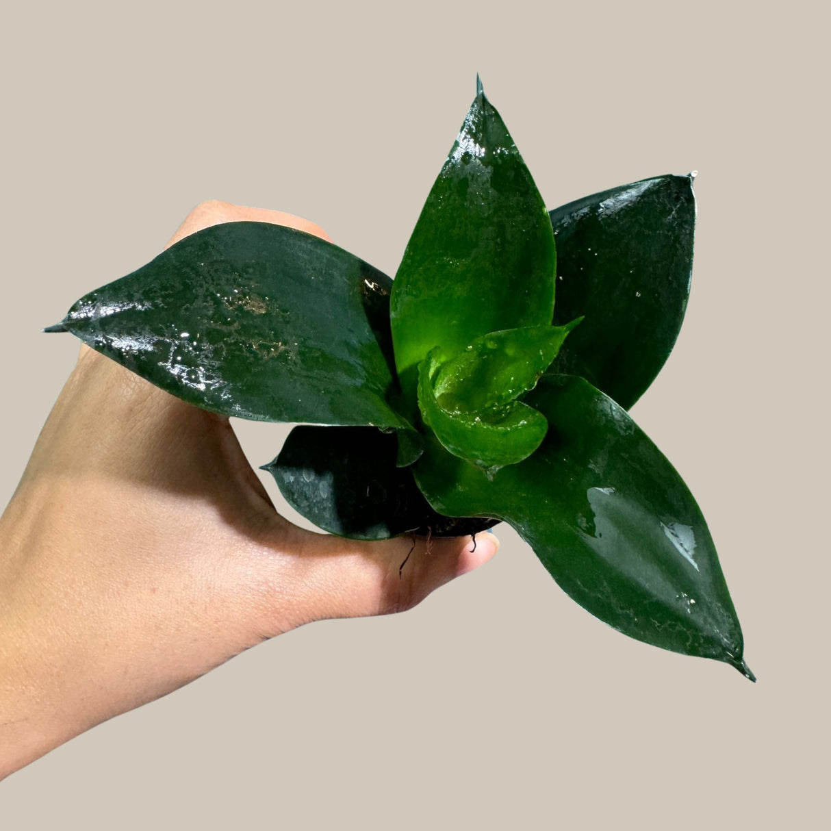 Rare Sansevieria 'Emerald Star' Snake Plant in a Nursery Pot - Indoor Air Purifierent - Snake Plant Emerald Star - Live Houseplant