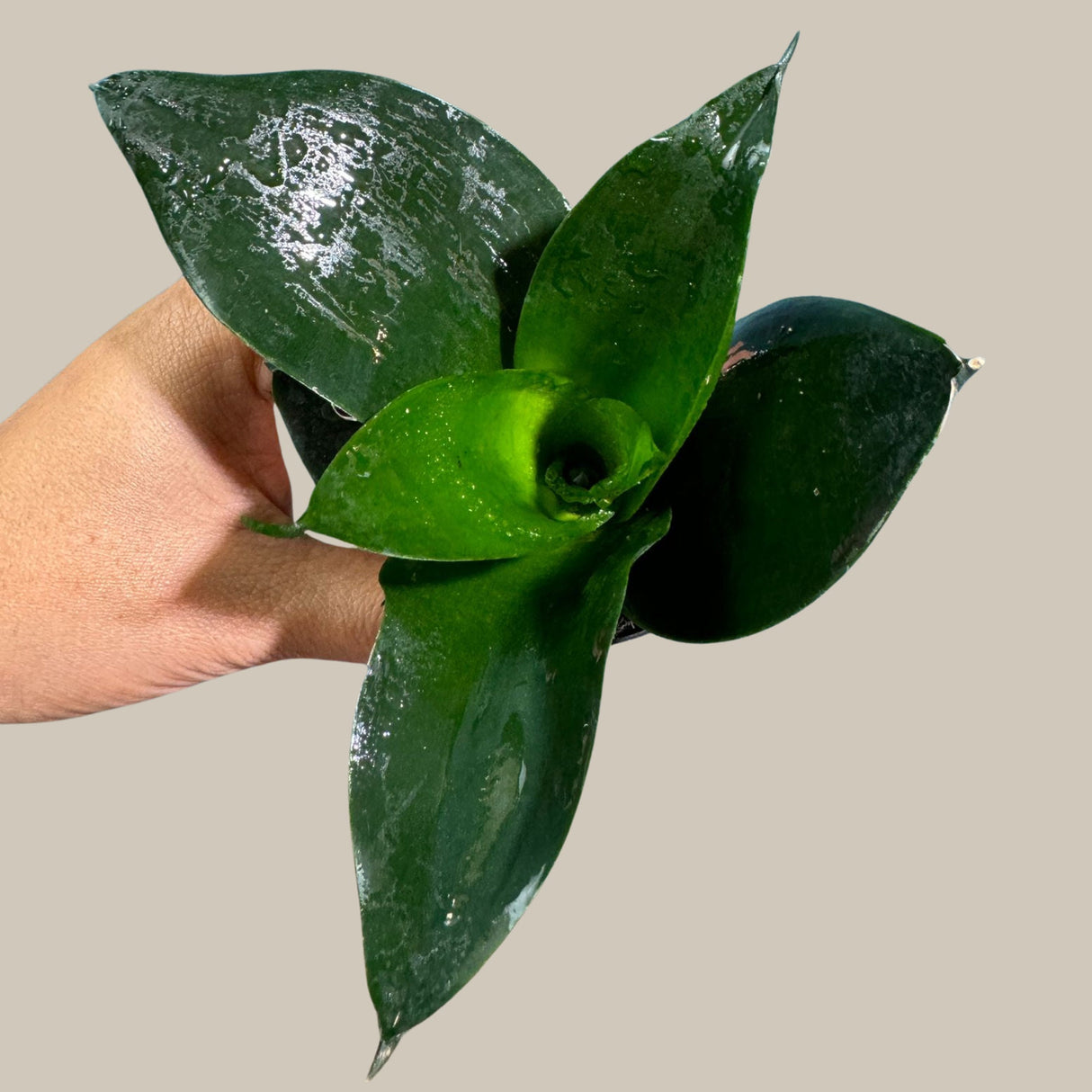 Rare Sansevieria 'Emerald Star' Snake Plant in a Nursery Pot - Indoor Air Purifierent - Snake Plant Emerald Star - Live Houseplant