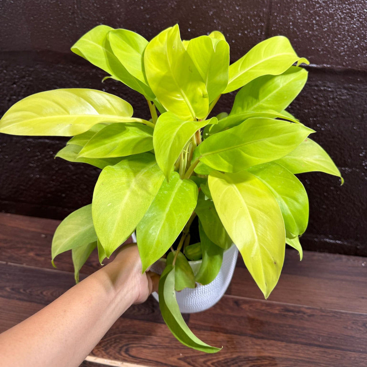 Lemon Lime Philodendron- Neon philodendron 6" pot - Philodendron Cordatum - Hederaceum - Lemon Lime - neon cordatum