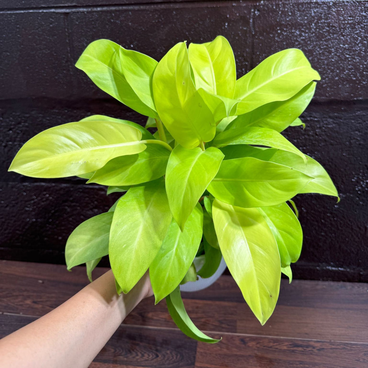 Lemon Lime Philodendron- Neon philodendron 6" pot - Philodendron Cordatum - Hederaceum - Lemon Lime - neon cordatum