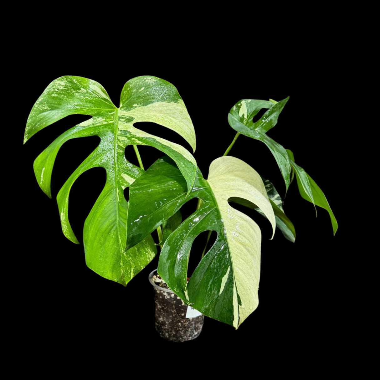 Rare Variegated Monstera Mint in a Nursery Pot - Variegated Monstera MINT Rooted Plant - Same Plant as Image - US SELLER