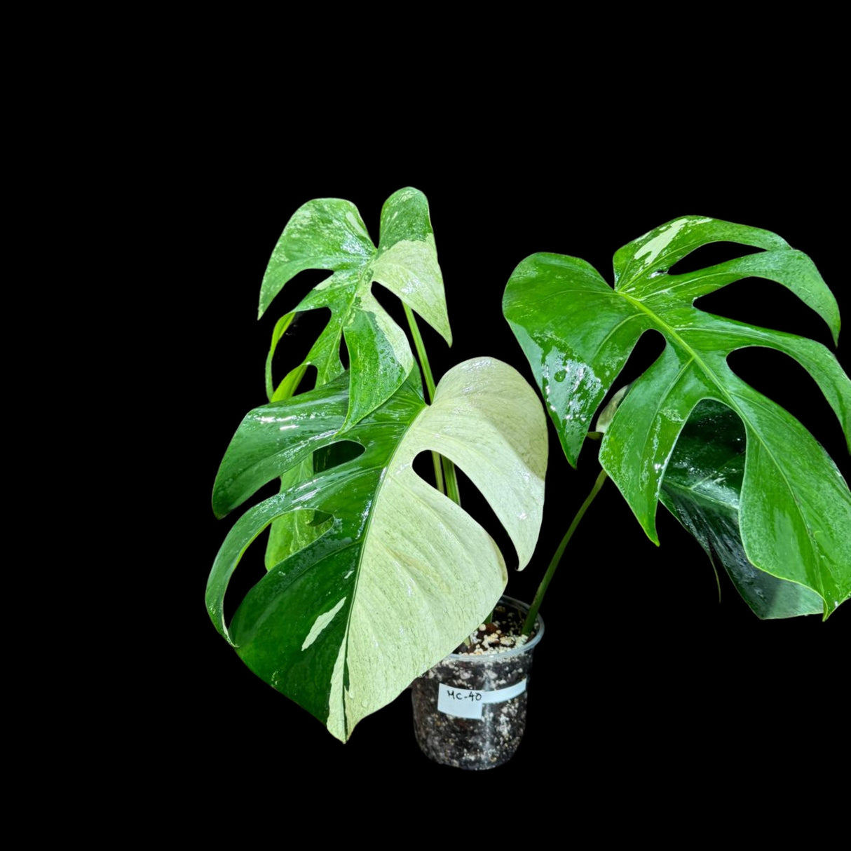 Rare Variegated Monstera Mint in a Nursery Pot - Variegated Monstera MINT Rooted Plant - Same Plant as Image - US SELLER