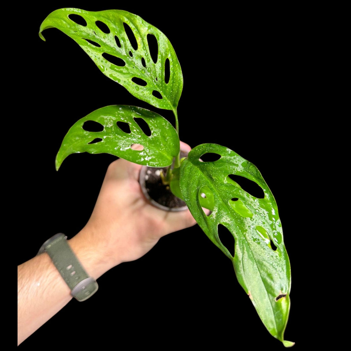 Swiss Chees Plant - Monstera Adansonii - Swees Cheese Potted Plant - Live Indoor plant - monstera Pot- air purification plant