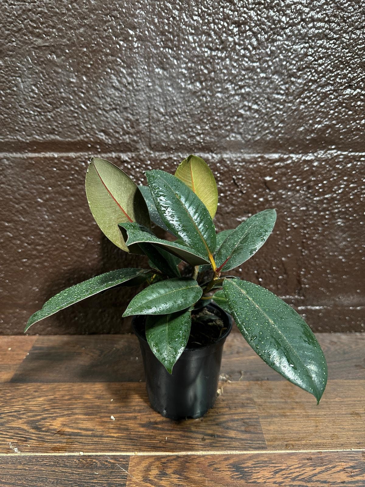 Burgundy Rubber Tree in 5" Pot - Ficus Elastica - Gift Houseplant - Unique Tropical Plants - Easy Care Houseplant - Live Indoor Plant