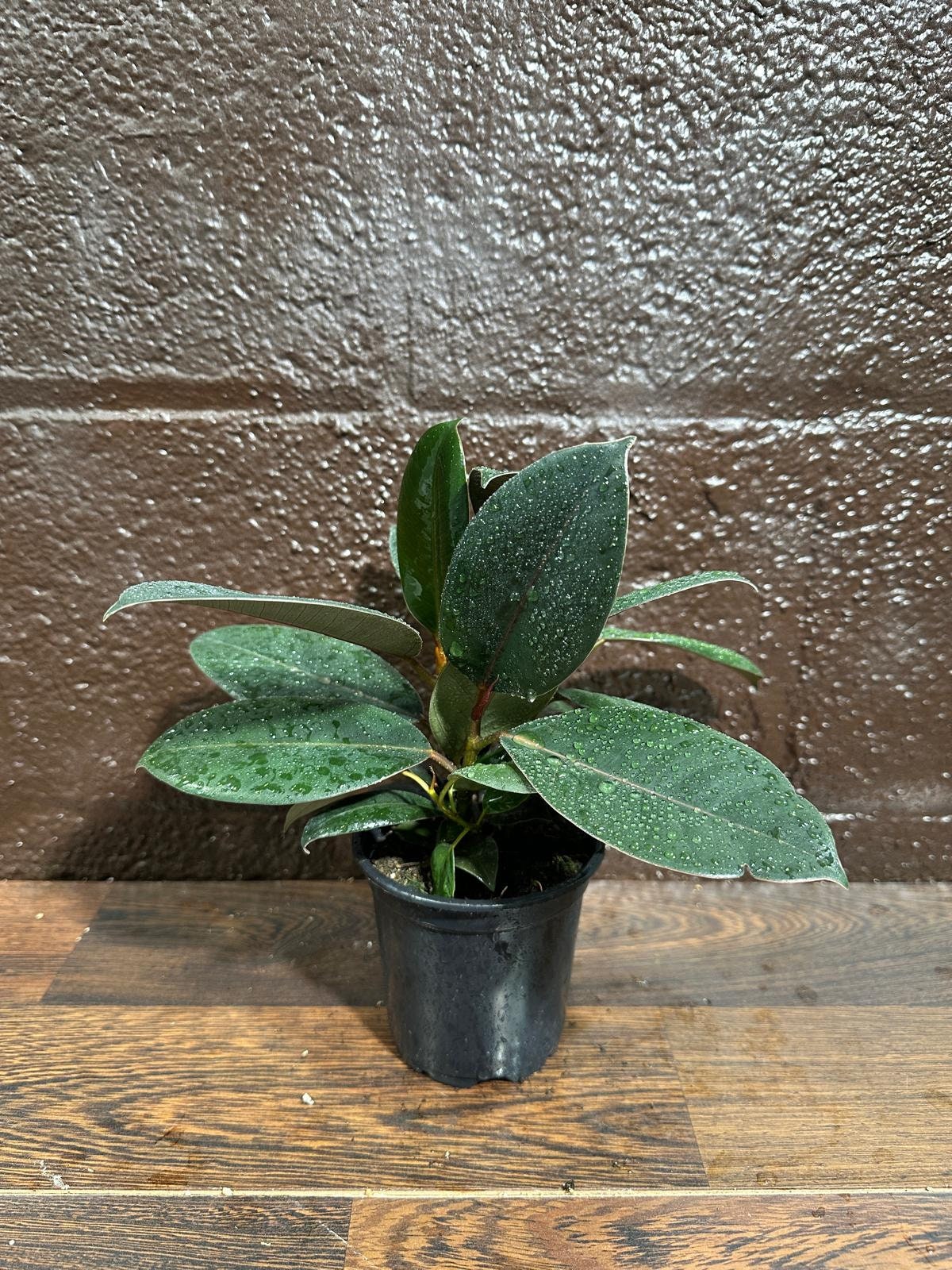 Burgundy Rubber Tree in 5" Pot - Ficus Elastica - Gift Houseplant - Unique Tropical Plants - Easy Care Houseplant - Live Indoor Plant