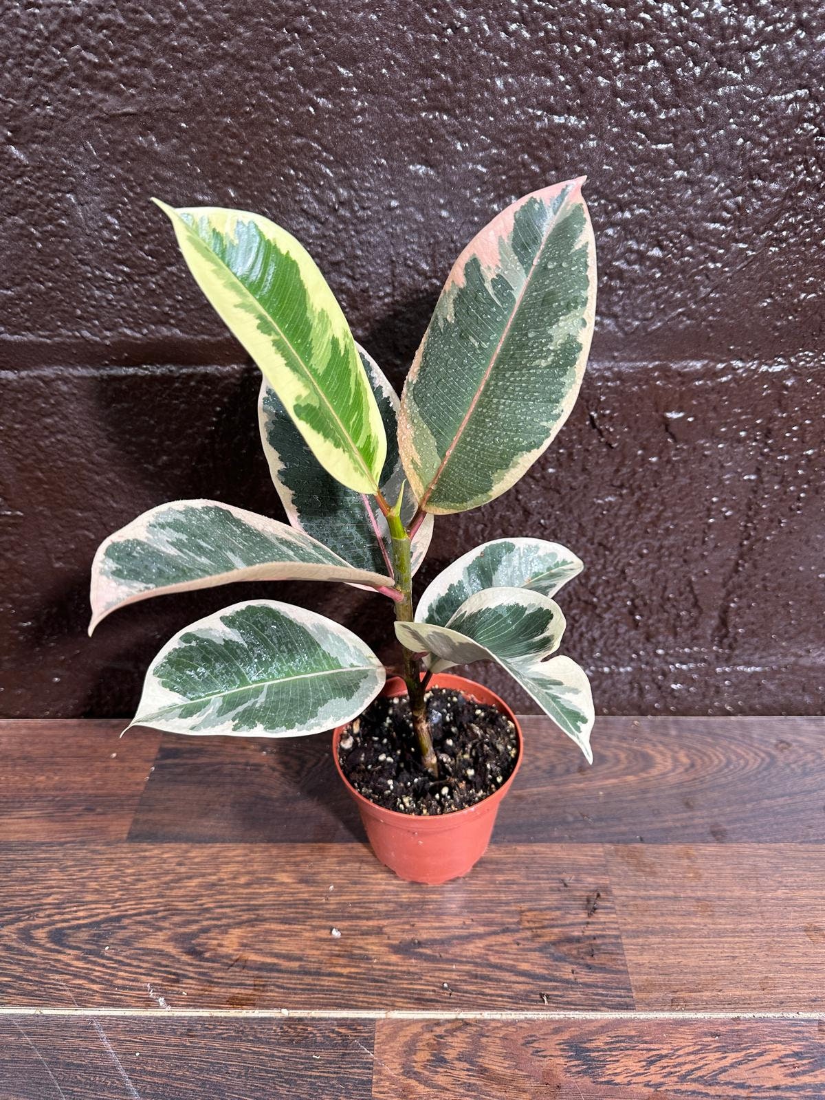 Variegated Ficus Elastica Tineke Rubber Plant - Mature Rubber Tree - Variegated Tropical Easy Care Plant - Gift Houseplant