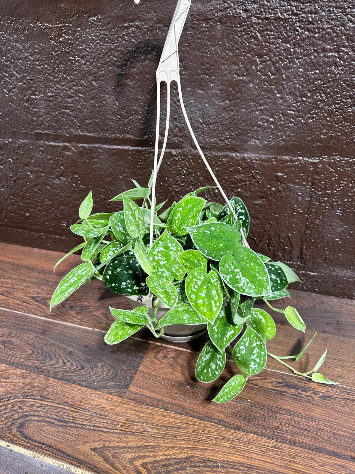 Silver Pothos in a 5" Hanging Basket - Silver Satin Pothos Live Houseplant - Scindapsus pictus 'Argyraeus' - Low light pothos for indoor”