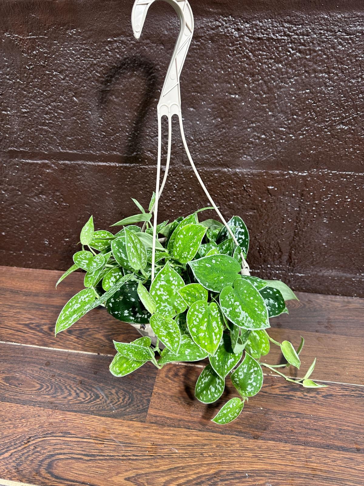 Silver Pothos in a 5" Hanging Basket - Silver Satin Pothos Live Houseplant - Scindapsus pictus 'Argyraeus' - Low light pothos for indoor”