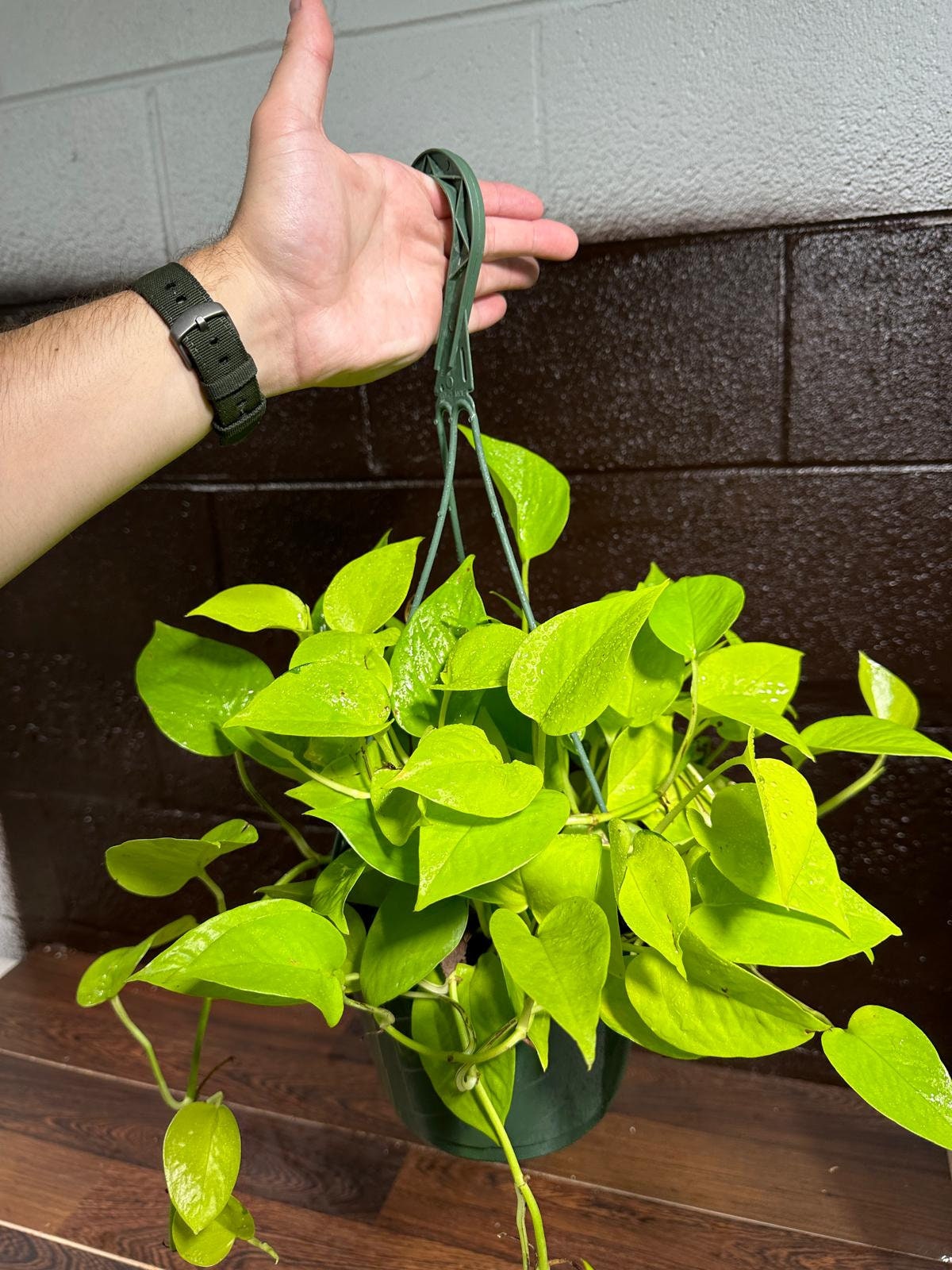 Lemon Lime Philodendron in a Hanging Basket - Neon philodendron- Philodendron Cordatum - Hederaceum - Lemon Lime - Neon Cordatum