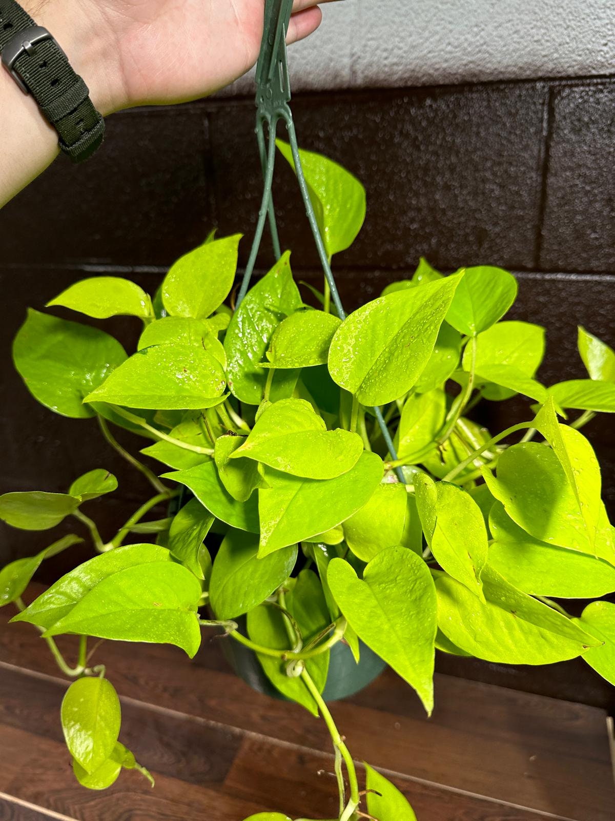 Lemon Lime Philodendron in a Hanging Basket - Neon philodendron- Philodendron Cordatum - Hederaceum - Lemon Lime - Neon Cordatum