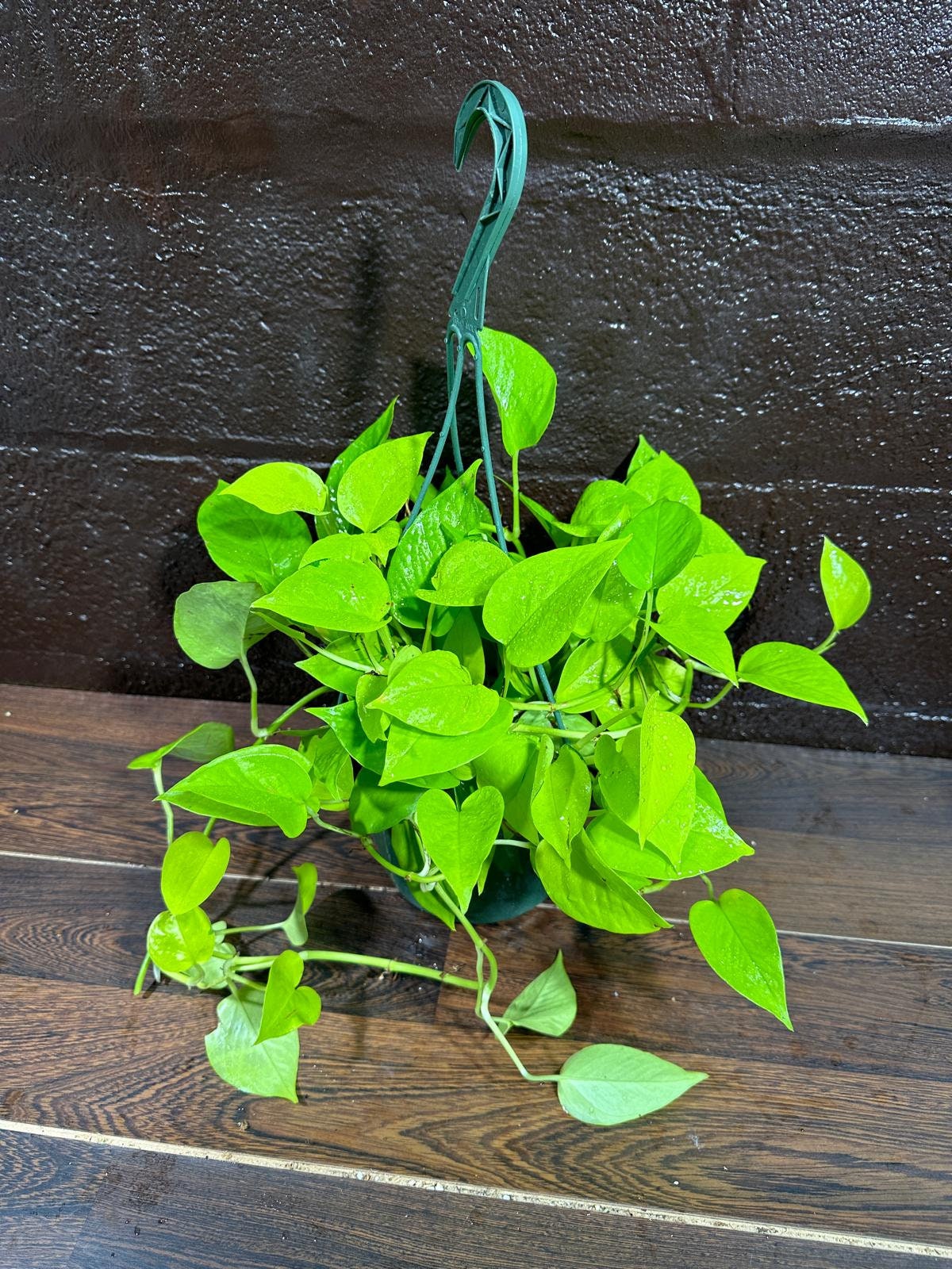 Lemon Lime Philodendron in a Hanging Basket - Neon philodendron- Philodendron Cordatum - Hederaceum - Lemon Lime - Neon Cordatum