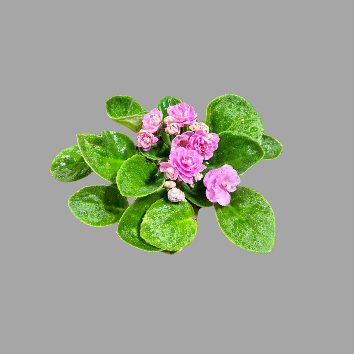 African Violet Live Plant in a Nursery Pot - Pink Rosette Violet - Blooming Indoor Plant - Mini Gift Plant -Low Light Houseplant - US SELLER