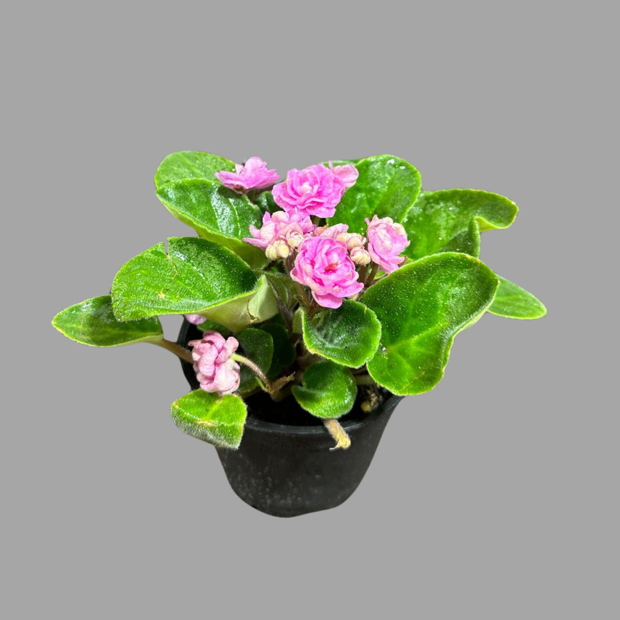 African Violet Live Plant in a Nursery Pot - Pink Rosette Violet - Blooming Indoor Plant - Mini Gift Plant -Low Light Houseplant - US SELLER