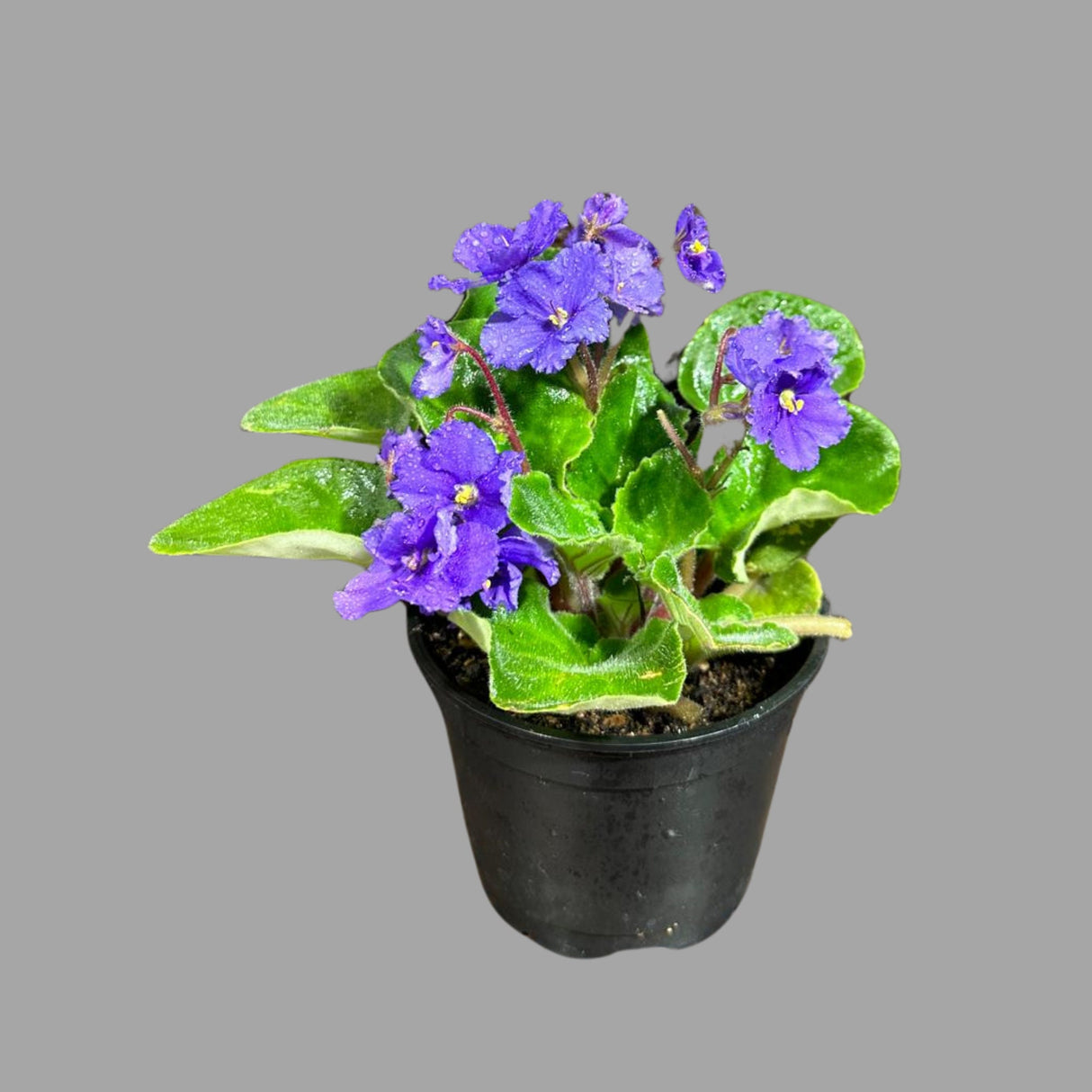 African Violet Live Flower Plant in a 4 Inch Pot - Blue Violet Blooming Indoor Plant - Mini Gift Plant with Blue Flowers