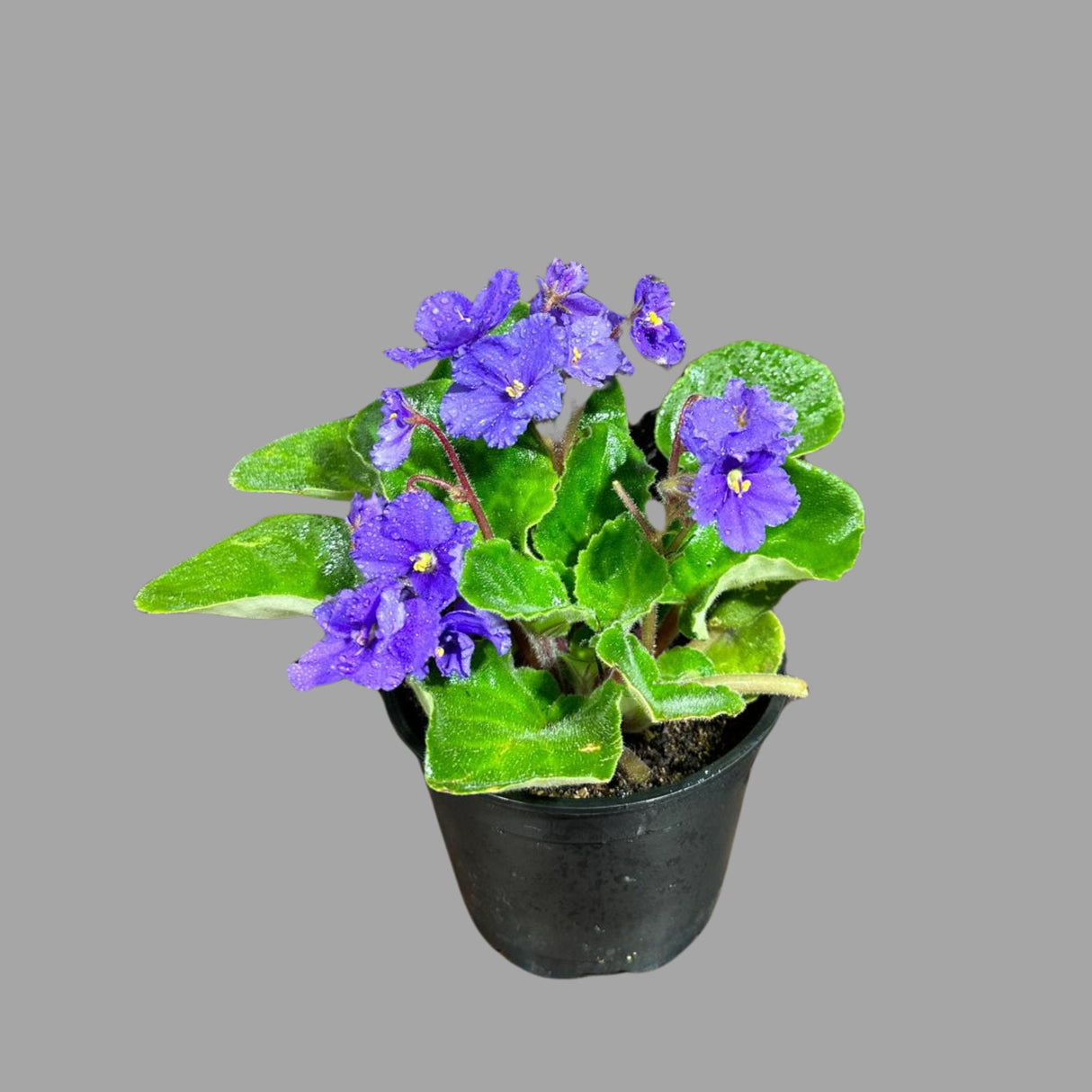 African Violet Live Flower Plant in a 4 Inch Pot - Blue Violet Blooming Indoor Plant - Mini Gift Plant with Blue Flowers