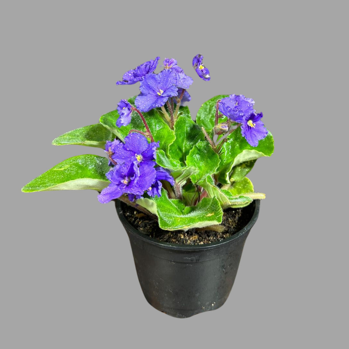 African Violet Live Flower Plant in a 4 Inch Pot - Blue Violet Blooming Indoor Plant - Mini Gift Plant with Blue Flowers