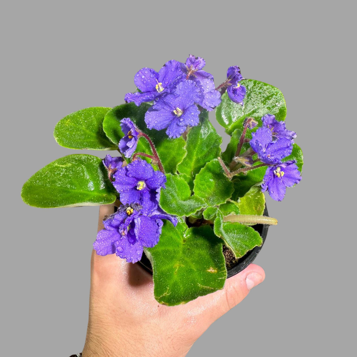 African Violet Live Flower Plant in a 4 Inch Pot - Blue Violet Blooming Indoor Plant - Mini Gift Plant with Blue Flowers