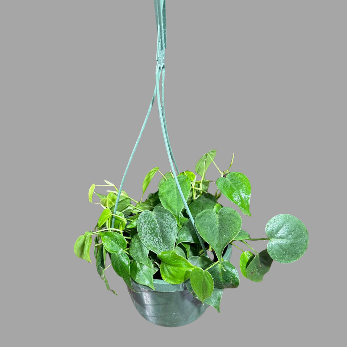 Jade Heart Leaf Philodendron in a Hanging Basket - Easy-Care Indoor Jade Philodendron - Rare Low Light Hanging Plant with Mature Vines