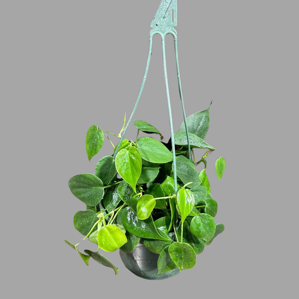 Jade Heart Leaf Philodendron in a Hanging Basket - Easy-Care Indoor Jade Philodendron - Rare Low Light Hanging Plant with Mature Vines