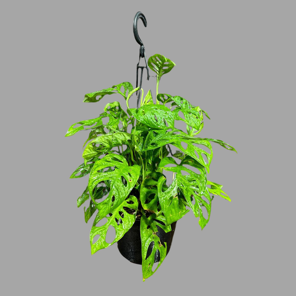 Swiss Cheese Plant in a Hanging Basket - Monstera Adansonii | Indoor Vining Houseplant | Low Light Air Purifier Plant