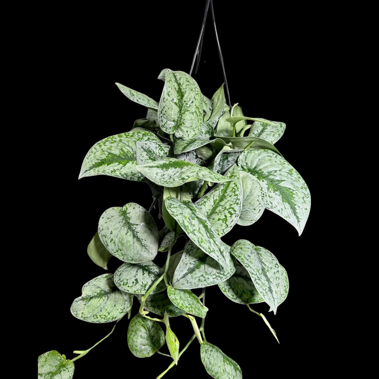 Scindapsus Silver Exotica RARE indoor vining plant in a Hanging Basket - Easy Care Low Light Houseplant Exotic Silver Scindapsus Plant