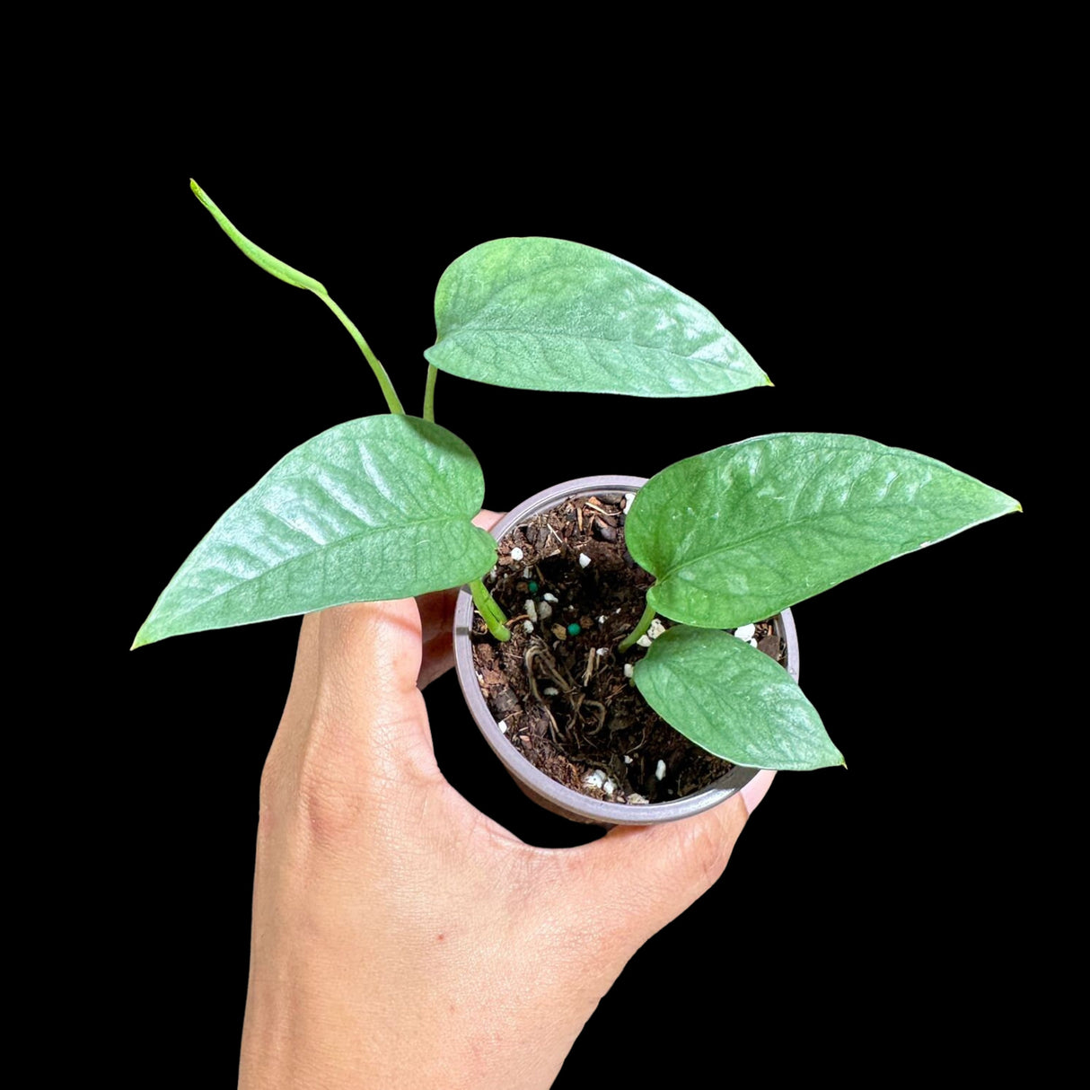 Epipremnum Pinnatum 'Cebu Blue' Pothos in a 2" Pot | Rare Cebu Blue Epipremnum Pinnatum | Gift Houseplants