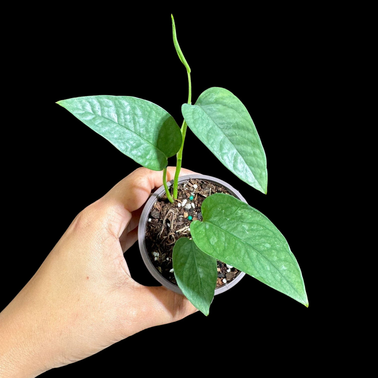 Epipremnum Pinnatum 'Cebu Blue' Pothos in a 2" Pot | Rare Cebu Blue Epipremnum Pinnatum | Gift Houseplants