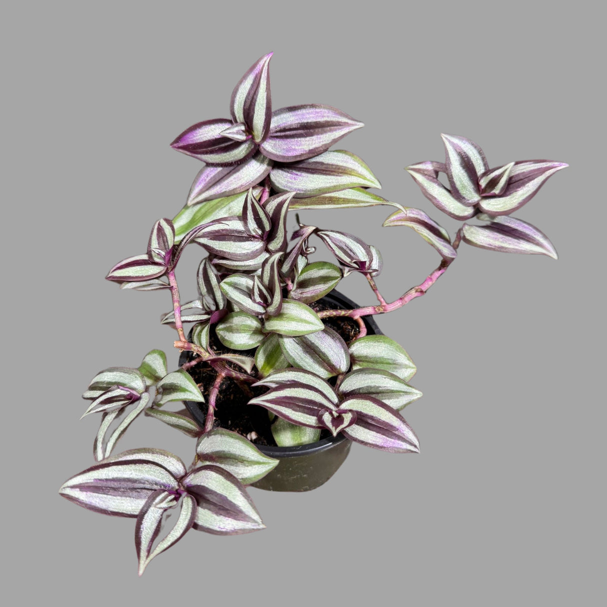 Wandering Jew Plant in 4" Nursery Pot - Rare Tradescantia - Rare Pink Silver Wandering Jew - Easy Care Hardy Indoor Houseplant