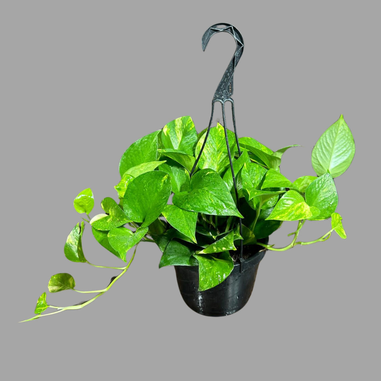 Golden Pothos in a 5" Hanging Basket - Easy Care Houseplant - Low light Indoor Plant - Devils Ivy Plant - Air purifier plant