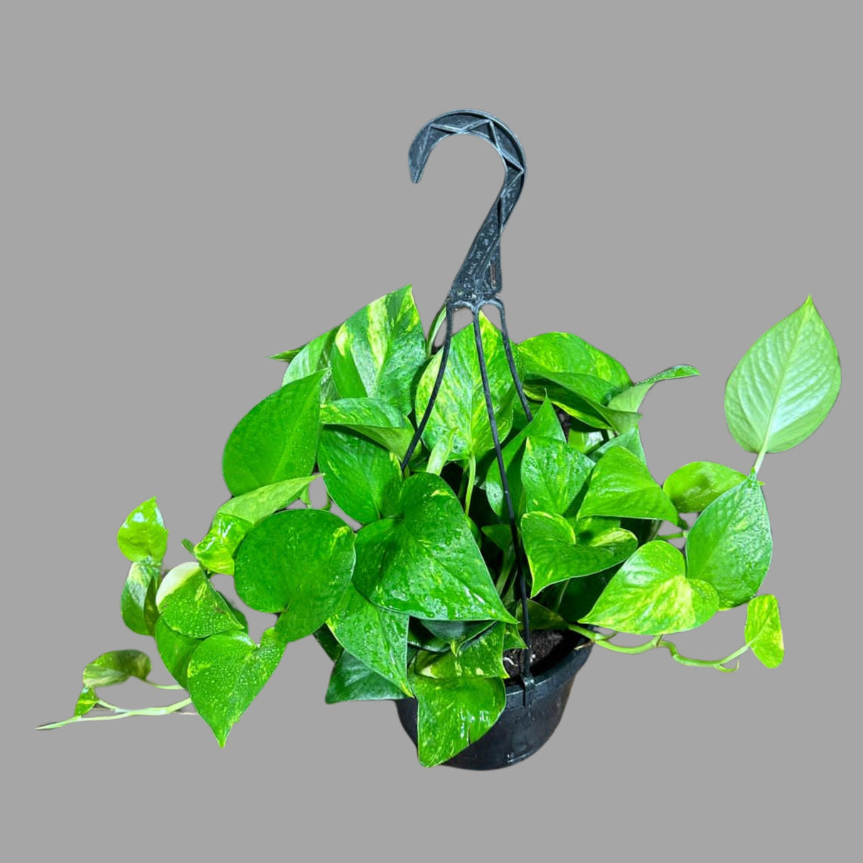 Golden Pothos in a 5" Hanging Basket - Easy Care Houseplant - Low light Indoor Plant - Devils Ivy Plant - Air purifier plant