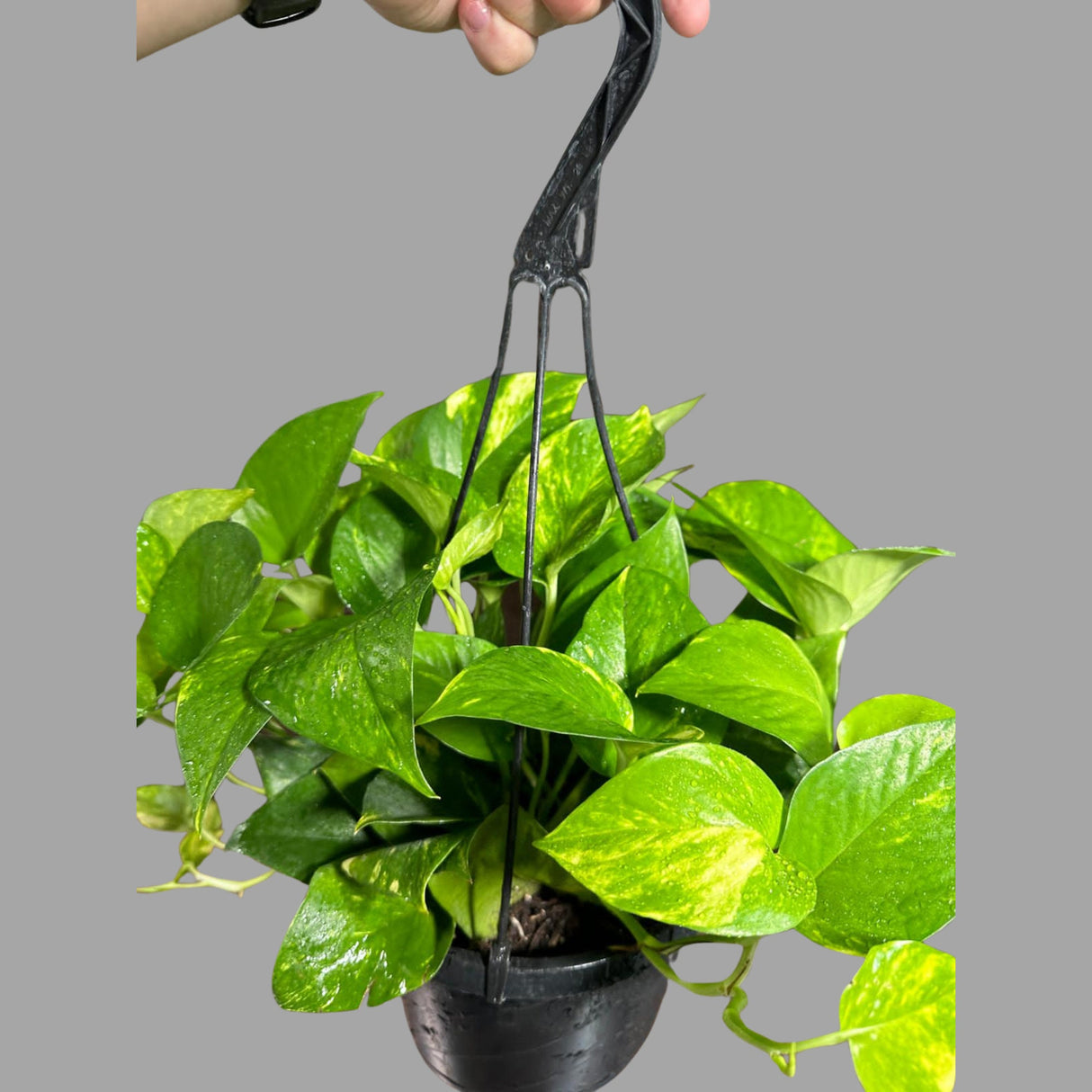 Golden Pothos in a 5" Hanging Basket - Easy Care Houseplant - Low light Indoor Plant - Devils Ivy Plant - Air purifier plant