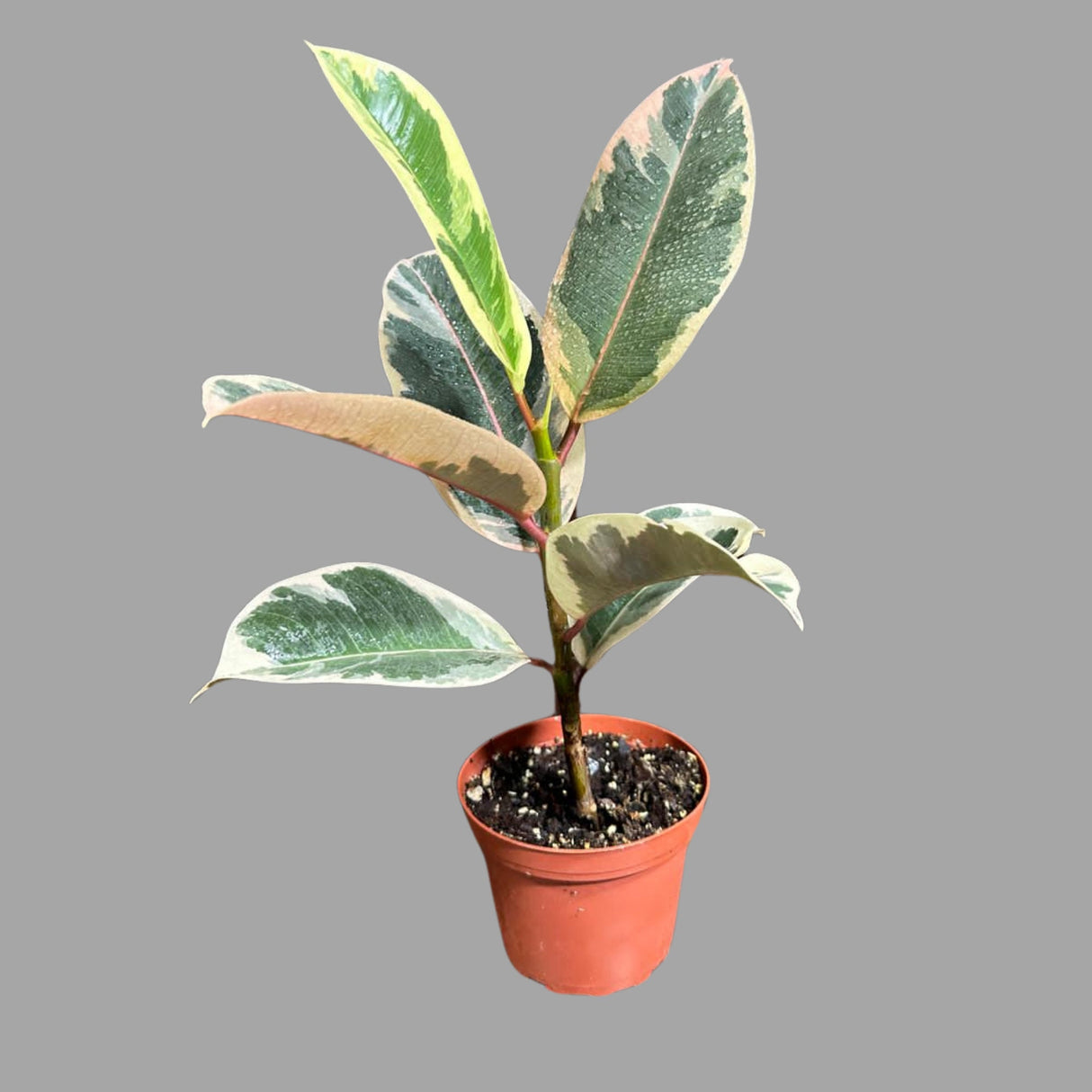 Variegated Ficus Elastica Tineke Rubber Plant - Mature Rubber Tree - Variegated Tropical Easy Care Plant - Gift Houseplant - Live Plant