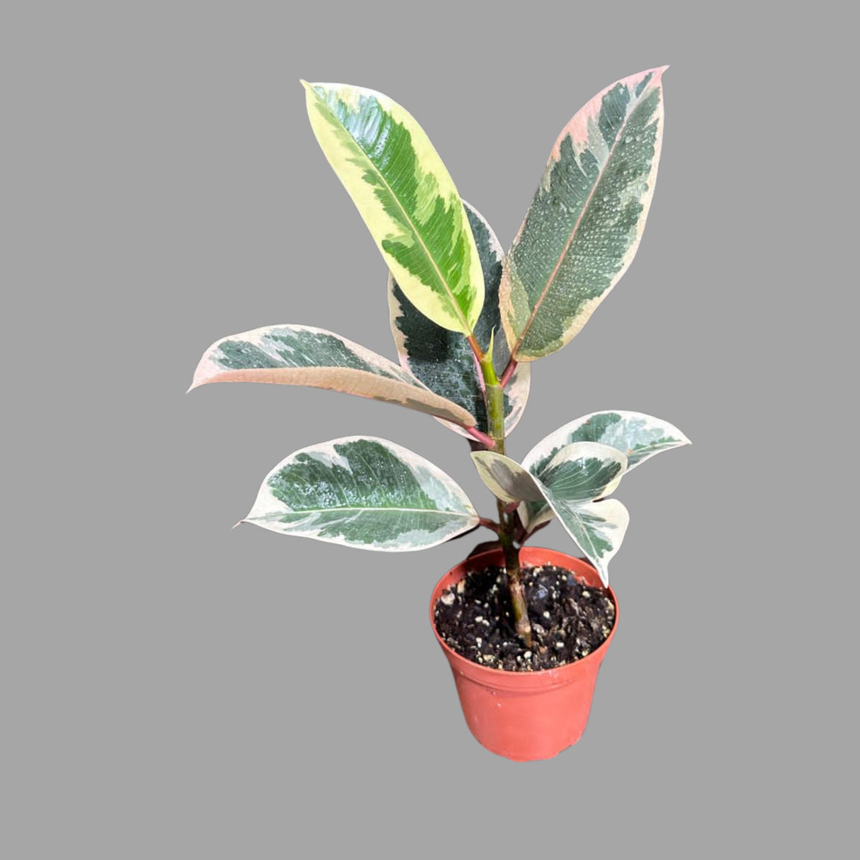 Variegated Ficus Elastica Tineke Rubber Plant - Mature Rubber Tree - Variegated Tropical Easy Care Plant - Gift Houseplant - Live Plant