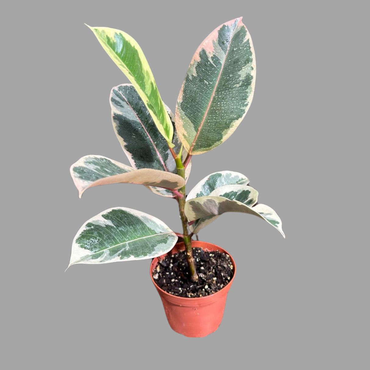 Variegated Ficus Elastica Tineke Rubber Plant - Mature Rubber Tree - Variegated Tropical Easy Care Plant - Gift Houseplant - Live Plant