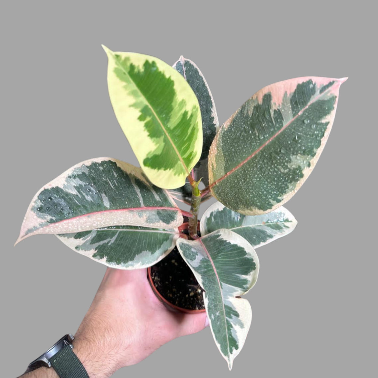Variegated Ficus Elastica Tineke Rubber Plant - Mature Rubber Tree - Variegated Tropical Easy Care Plant - Gift Houseplant - Live Plant