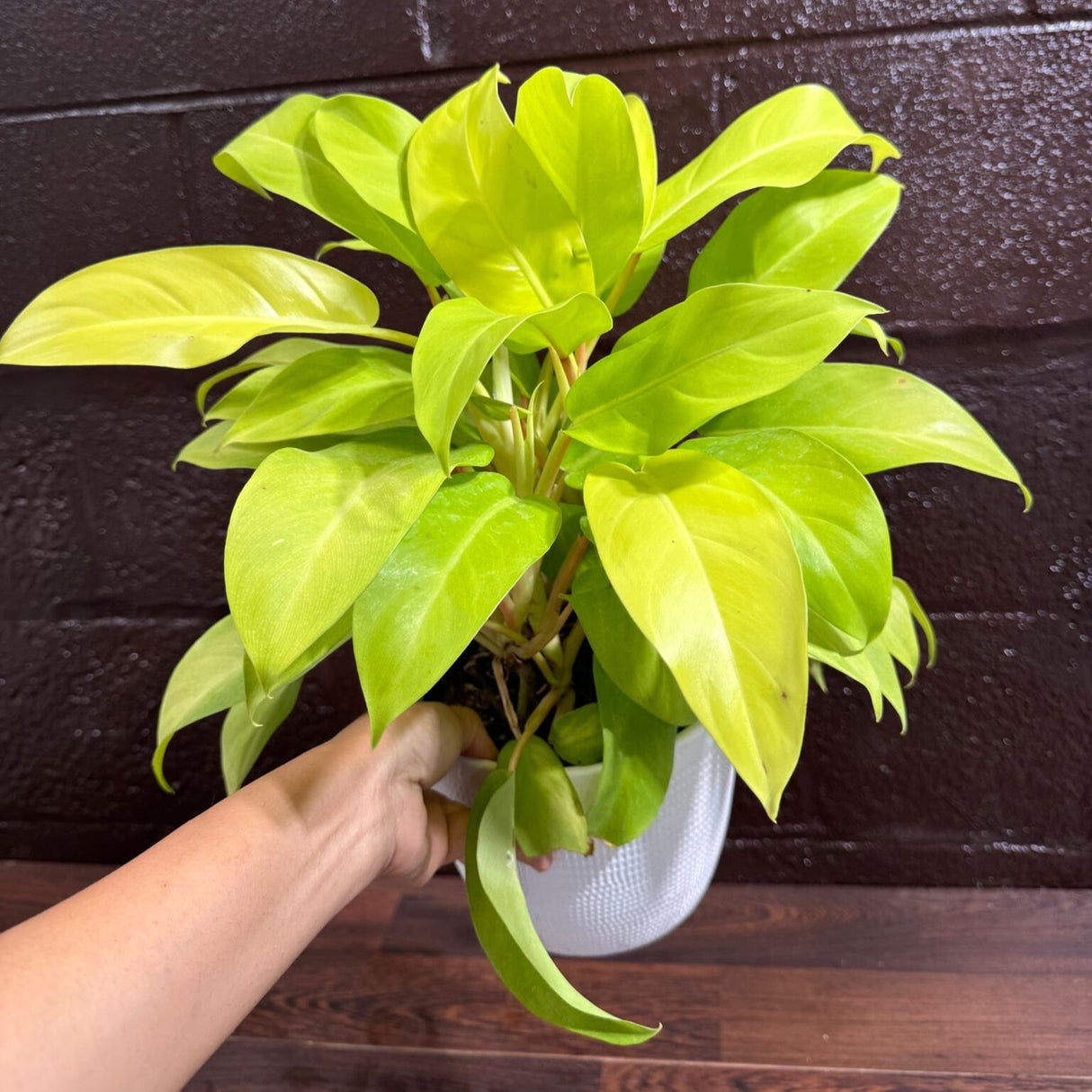 Lemon Lime Philodendron- Neon philodendron 6" pot - Philodendron Cordatum - Hederaceum - Lemon Lime - neon cordatum