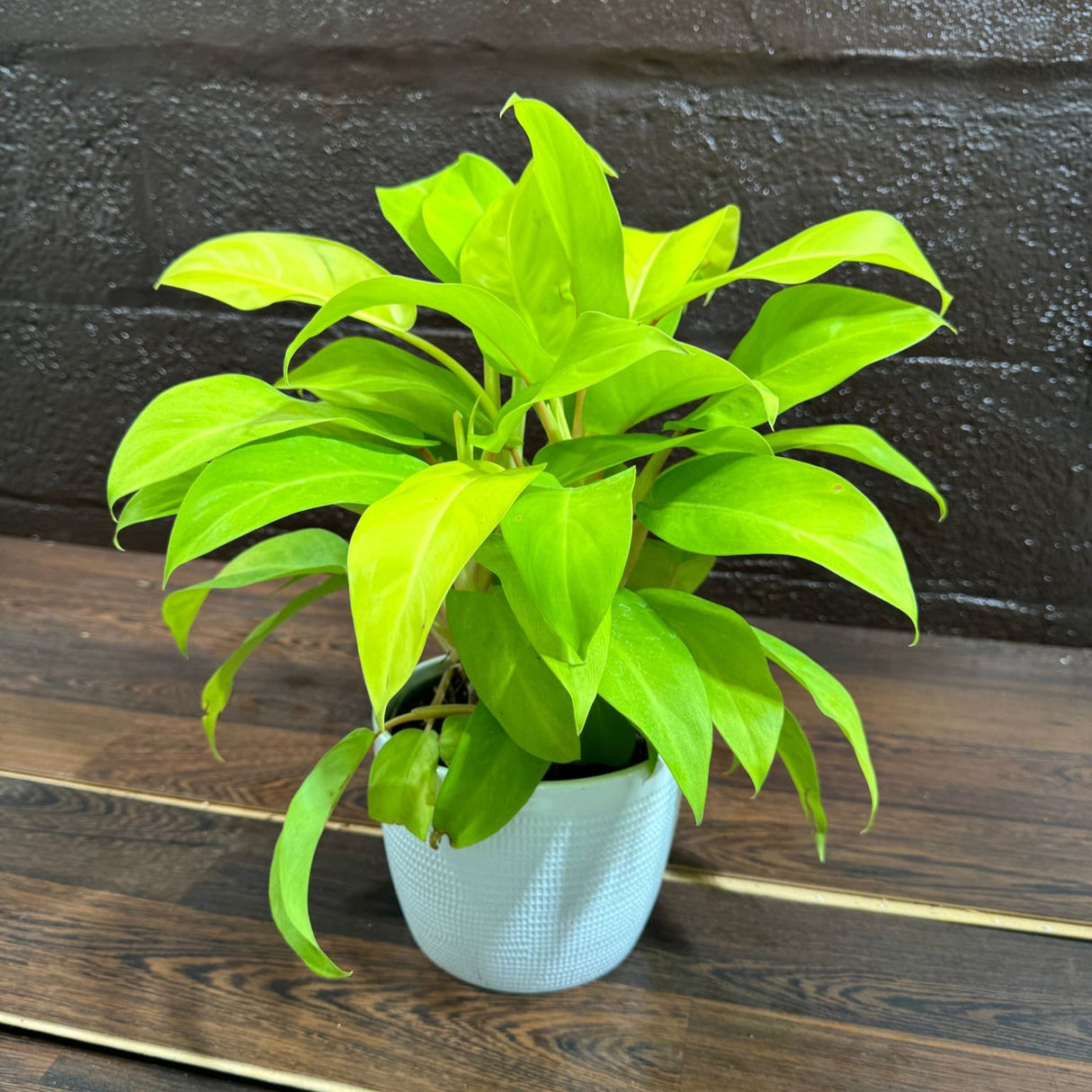 Lemon Lime Philodendron- Neon philodendron 6" pot - Philodendron Cordatum - Hederaceum - Lemon Lime - neon cordatum